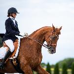 Dominguez<br />&copy; Julia Świętochowska<br /><i>fb dressage24.pl</i>