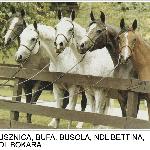 Busznica - Busznica pierwsza od lewej, potem BUFA, BUSOLA, NDL BETTINA, NDL BOKARA