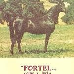 Fortel