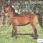 El-Djazair (El Djazair) - El Djazair w wieku 1,5 roku