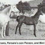 Ferzon