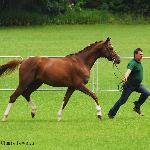 Rosso - Kwalifikacja Ogierów, ZT Bogusławice 2011<br />&copy; Oliwia Chmielewska