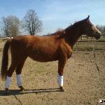 Mirinda<br />&copy; equineservicesjelenin