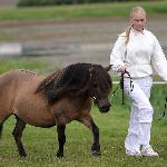 Beaudesert Autumn Fair