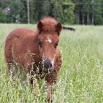 Ajoksen Ronja