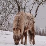 Ruby v.d. Woeste Hoeve