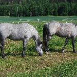 Rockfield Honesty<br /><i>Streamside So Dear & Rockfield Honesty</i>