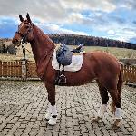 Reine d`Avril<br /><i>https://www.ehorses.pl/polski-kon-szlachetny-polkrwi-klacz-7lat-167-cm-kasztanowata-konie-ujezdzeniowe-rybnica/3963488.html</i>