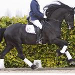 Sybren Friesian Dark 010 (Yk Sybren P)