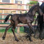 Dwight of Friesian Stable