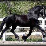 Mathijs Friesians of Majesty