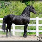 Mathijs Friesians of Majesty