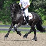 Mathijs Friesians of Majesty