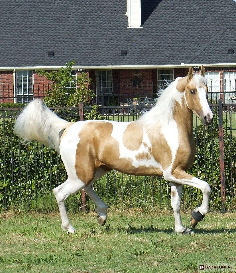 Паломино пегая лошадь