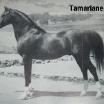 Tamarlane