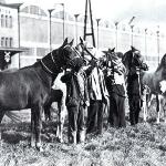 Babolna - The 1938 Dickinson exportation, l t r: *Ba-Ida 1935, *Aeniza 1931, *Ugra 1935, *Babolna 1935 and *Czubuthan 1933