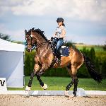 Ron<br />&copy; Julia Świętochowska<br /><i>fb Dressage24.pl</i>