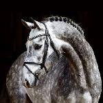 Hickstead Junior<br />&copy; Gestüt Sprehe/gestuet-sprehe.de