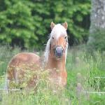 Brogårds Mustang