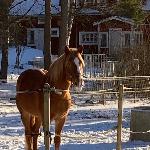 Liukkaan Saku