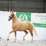 King of Gold-J - Dni Polskich Koni Sportowych - Dolnośląski Czempionat Użytkowy Koni Ras Szlachetnych, Wrocław-Partynice, 22.06.2024<br />&copy; Katarzyna Broda (faraa)