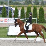 Destino<br /><i>fb Dressage24.pl</i>