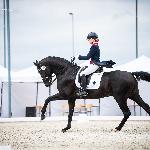 Mr. Despo ex. Douglas 255<br />&copy; Julia Świętochowska<br /><i>fb dressage24.pl</i>